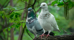 Lovers