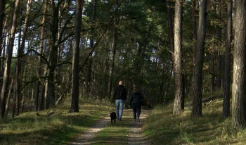 Morning Brisk walk